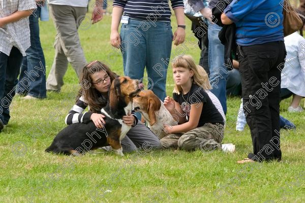 IMG 3229 
 Hatfield House Country Show 2008 Albany Bassett Hounds 
 Keywords: albany bassett hounds, hatfield house country show, meet and greet, pet, stroke