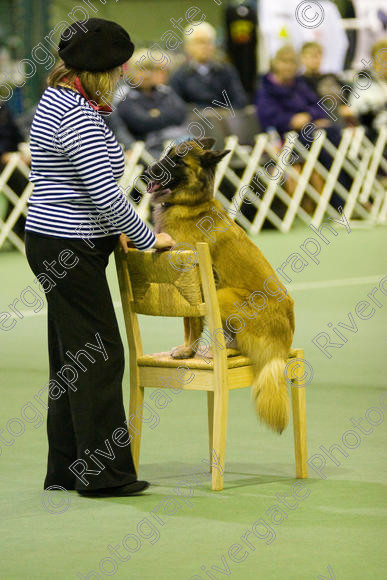 IMG 5825 
 Keywords: 2008, K9 Freestyle, Rugby DTC, canine freestyle, competition, connexions leisure centre, coventry, dancing dogs, february, heelwork to music, , ryton on dunsmore