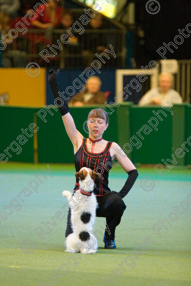 IMG 7450 
 Carol Wallace with Last of the Summer Wine performing Heelwork to Music at Crufts 2008 in the Arena at the NEC Birmingham 
 Keywords: 2008, Arena, Display, Jack Russell, Last of the Summer Wine, NEC, birmingham, canine freestyle, carol wallace, crufts, dancing, dogs, heelwork to music, htm, march, performance