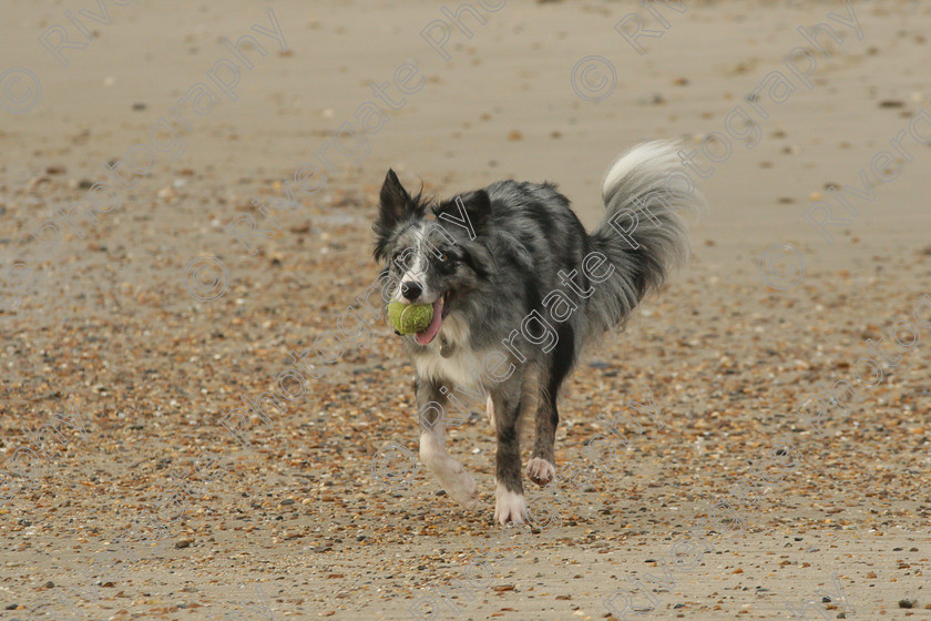 AWC 4152 
 Hengistbury Head, Richard Curtis' dogs on the beach 
 Keywords: 2008, beach, december, dogs, hengistbury head, pogo, richard curtis' dogs