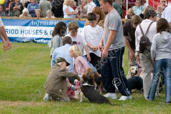 IMG 3198 
 Hatfield House Country Show 2008 Albany Bassett Hounds 
 Keywords: albany bassett hounds, hatfield house country show, meet and greet, pet, stroke