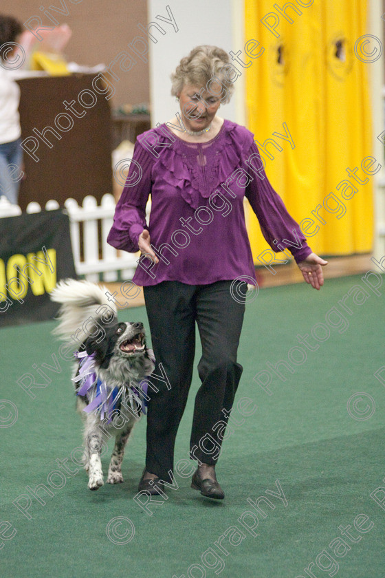 AWC 3308 
 Keywords: 2009, England, UK, Worcester, Worcestershire, april, competition, heelwork to music, lesley brocklehurst, westglen