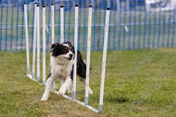 IMG 0099 
 Paws in the Park 2007 at The Hop Farm, Paddock Wood, Kent, organised by MDS Ltd 
 Keywords: 2007, Paws in the Park, The Hop Farm, september, dog, canine, agility, weave poles, border collie, country show, event