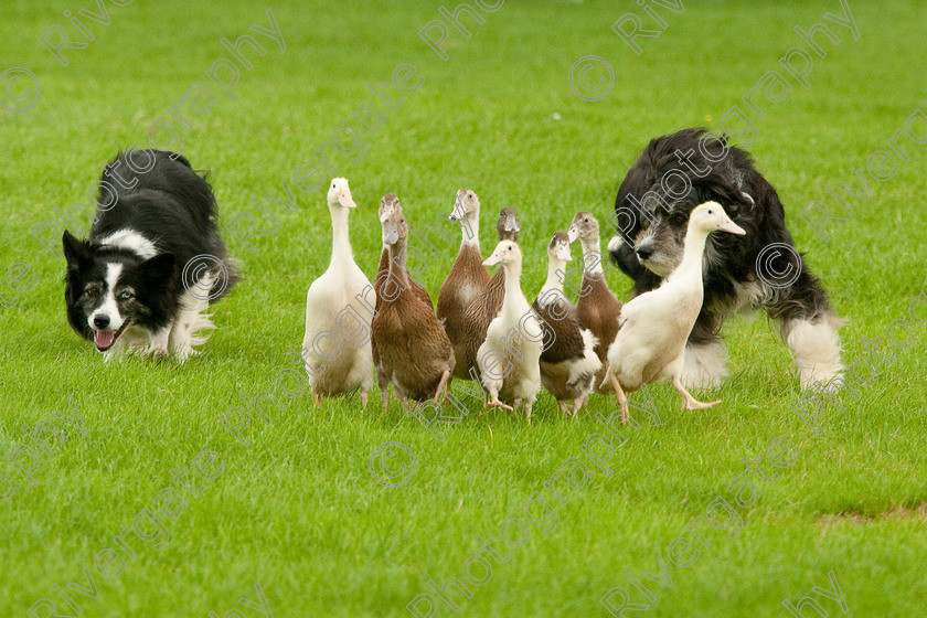 AWC 0804-2 
 Keywords: 0771 313 8528, 2009, England, Harrogate, North Yorkshire, UK, arena demonstration, arena display, august, duck herding, elaine hill, harrogate game fair, info@elainehill-sheepdogs.co.uk, sheepdog display