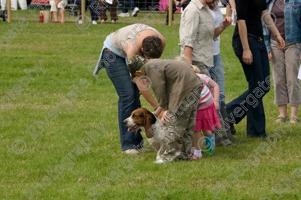 IMG 3203 
 Hatfield House Country Show 2008 Albany Bassett Hounds 
 Keywords: albany bassett hounds, hatfield house country show, meet and greet, pet, stroke