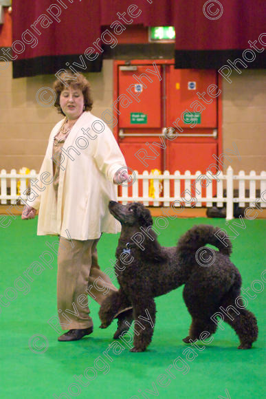 IMG 8655 
 Heelwork to Music and Canine Freestyle Competitions held at Westglen in April 2008 
 Keywords: 2008, Bilford Road, Perdiswell Leisure Centre, WR3 8DX, Worcester, april, competition, heelwork to music, westglen, ruth dunning, advanced, htm, standard poodle