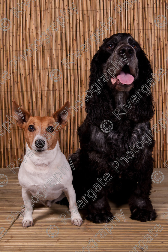 AWC 9429 
 Keywords: 2009, Ower, dogs, july, portraits, wellow agility club