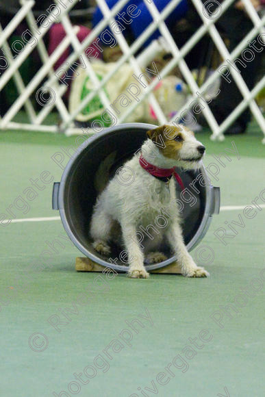 IMG 6792 
 Keywords: 2008, K9 Freestyle, Rugby DTC, canine freestyle, competition, connexions leisure centre, coventry, dancing dogs, february, heelwork to music, , ryton on dunsmore