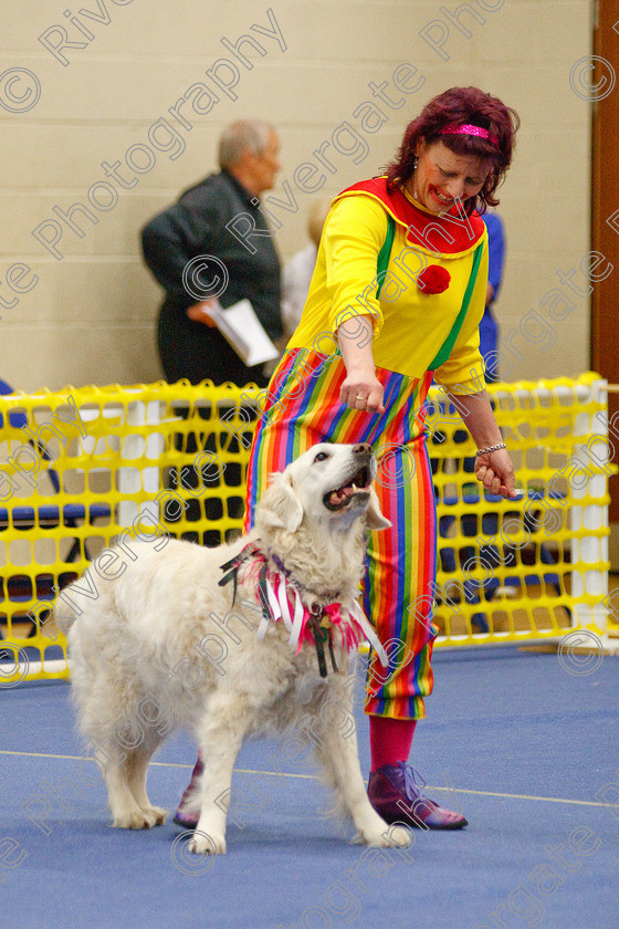 AWC 6326 
 Keywords: 2009, Anita Hartland, Aprix Alford, Barnard Castle, County Durham, DL12 8DS, Judges Jeanette Fyfe, May, Northern Mutts N Music, Paudell Precious Gem, Royal Canin, Starters Freestyle, Strathmore Road, Teesdale Sports Centre, canine freestyle, competition, golden retriever, heelwork to music, penny draper