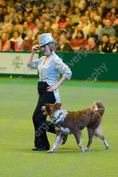 IMG 7576 
 Keywords: 2008, Arena, Display, NEC, birmingham, canine freestyle, crufts, dancing, dogs, heelwork to music, htm, march, performance