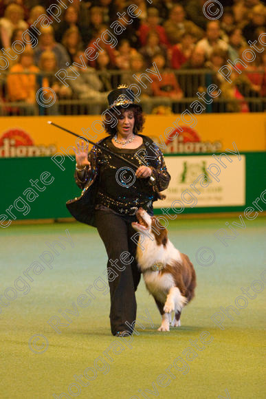 IMG 7366 
 Ann De Rizzio with Stillmoor Touch of Spice performing at Crufts 2008 in the Arena at the NEC Birmingham 
 Keywords: 2008, Arena, BC, Display, NEC, Stillmoor Touch of Spice, ann de rizzio, birmingham, border collie, canine freestyle, crufts, dancing, dogs, heelwork to music, htm, march, performance