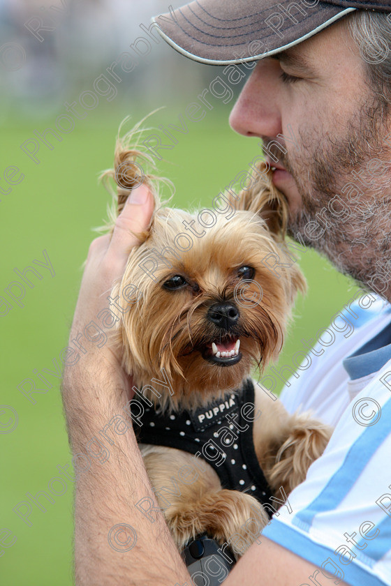 AWC 7305 
 Keywords: 2010, Kent, MDS Shows Ltd, Paws in the Park, arena demonstrations, baseball cap, man, paddock wood, puppy, yorkie