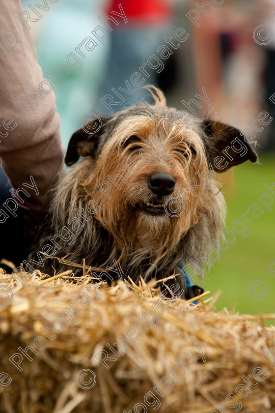 AWC 1561 
 Keywords: England, Lynch Field, UK, Wanborough, Wiltshire, wanborough country show