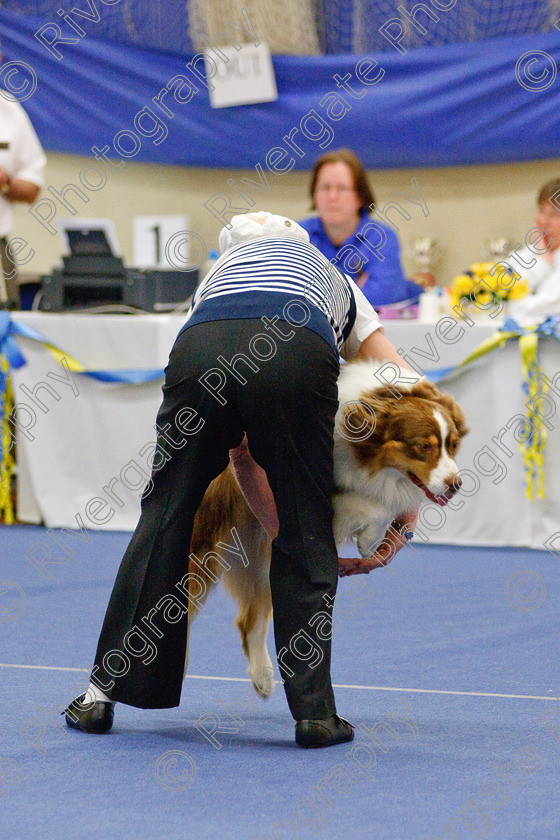 AWC 6461 
 Keywords: 2009, Barnard Castle, County Durham, DL12 8DS, Judges: Jackie Clarke, May, Northern Mutts N Music, Royal Canin, Starters Freestyle, Strathmore Road, Teesdale Sports Centre, canine freestyle, competition, heelwork to music